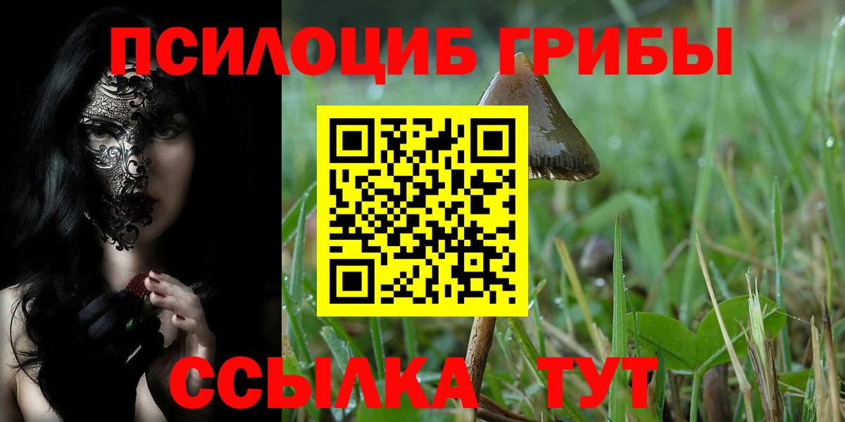 Курчатов  Псилоцибиновые грибы Cubensis  Галлюциногенные грибы Cubensis  Вход с VPN 